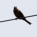 20120516 0049RTw [E] Greifvogel, Belen, Extremadura