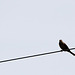 20120516 0048RTw [E] Greifvogel, Belen, Extremadura