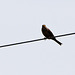 20120516 0047RTw [E] Greifvogel, Belen, Extremadura