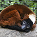 Red Ruffed Lemur