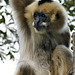 White Cheeked Gibbon