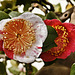 Bonsai "Higo" Japanese Camellia – National Arboretum, Washington D.C.