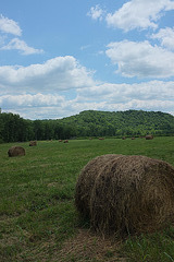 Cheery hay field