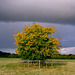 Autumn tree with clouds