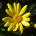 Flora amarilla 2