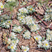 20120516 0119RAw [E] Silber-Mauermiere (Paronychia argentea), Fliege, Rio Almonte 2, Extremadura