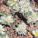 20120516 0118RAw [E] Silber-Mauermiere (Paronychia argentea), Fliege, Rio Almonte 2, Extremadura