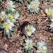 20120516 0116RAw [E] Silber-Mauermiere (Paronychia argentea), Fliege, Rio Almonte 2, Extremadura