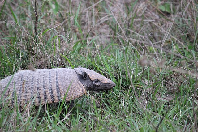 Armadillo