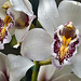 "Starlight" Orchids – Brookside Gardens