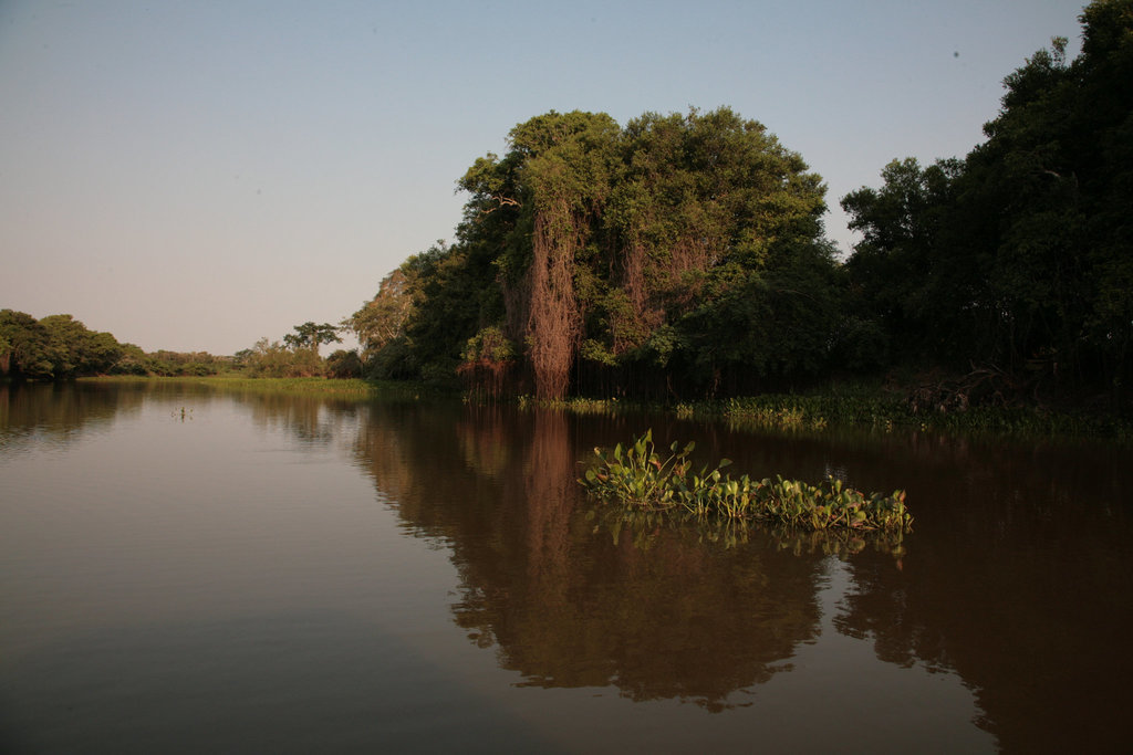 Pantanal riverside