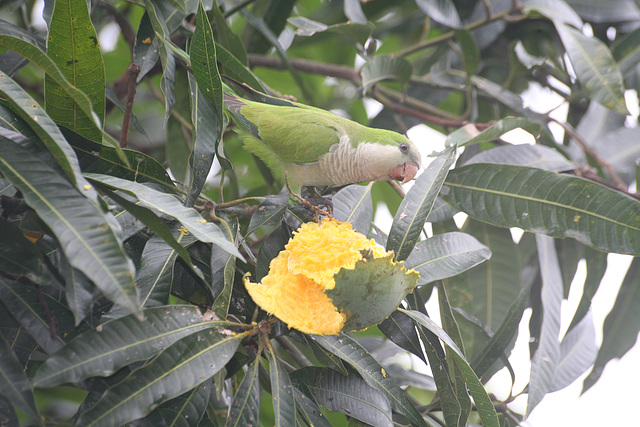 Parrot at supper