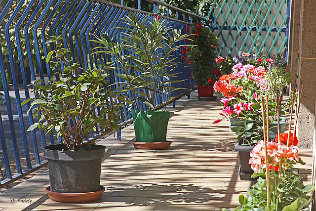 IMG 9193 balcon IMG 9193 balcon