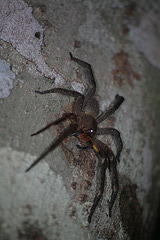 Amazonian spider