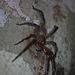 Amazonian spider