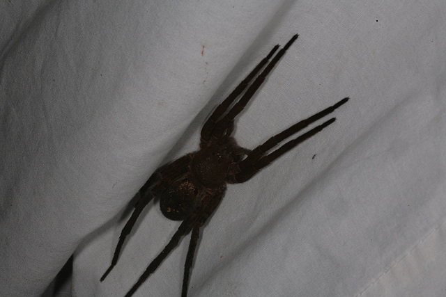 Wandering Spider