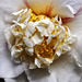 "Shiro Chan" Japanese Camellia – Brookside Gardens
