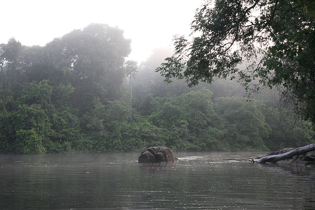 Misty rainforest at dawn
