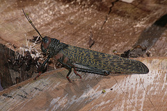 World's largest grasshopper