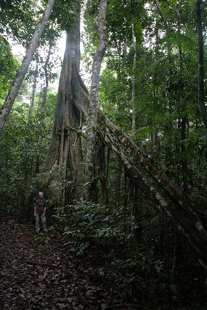 Amazonian forest