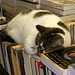 Cat on Ice – Westcott Books, Montreal, Québec, Canada
