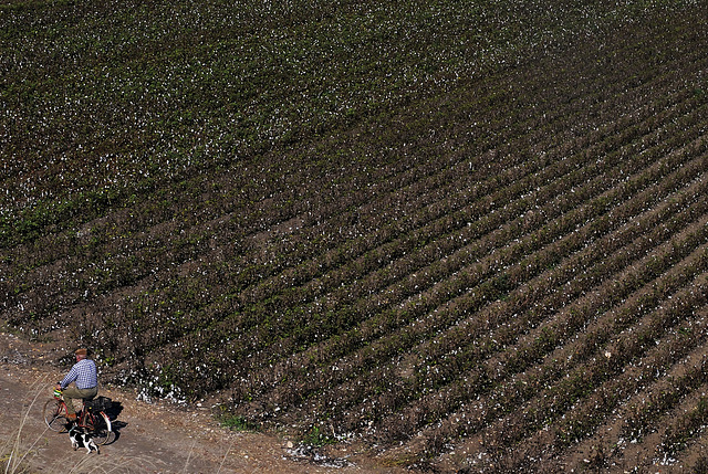 Campos de algodón