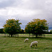 Two sheep, two trees