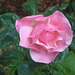 Rosa rosada 2