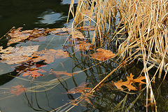 The Sleeping Pond – National Arboretum, Washington D.C.
