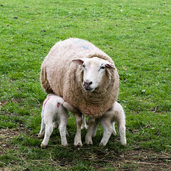 More lambs (2)