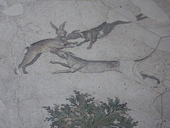 Musée de la mosaïque : lièvre déchiré par deux chiens.