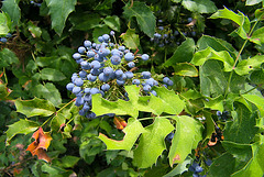 Fruits du Mahonnia à feuilles de houx : ilex crenata