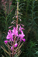 Fleur de montagne : Epilobe en épi ou laurier de St Antoine