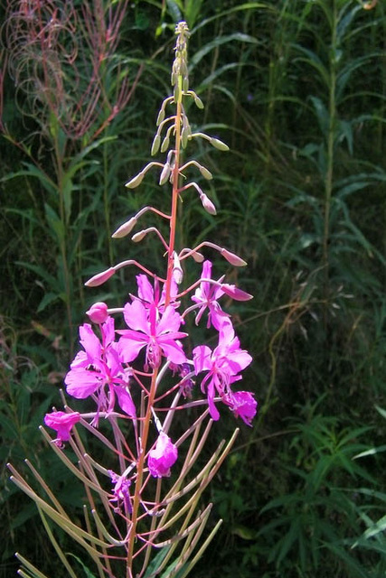 Fleur de montagne : Epilobe en épi ou laurier de St Antoine