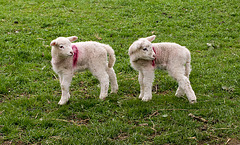 More lambs (1)