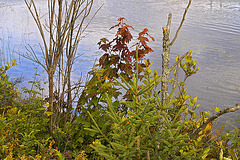 The First Touch of Autumn – Petit Lac Long, Lantier, Québec