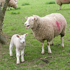 More lambs (3)