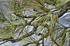 Bonsai Ponderosa Pine #1 – National Arboretum, Washington D.C.