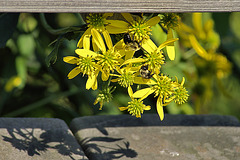 Bees on the Boardwalk