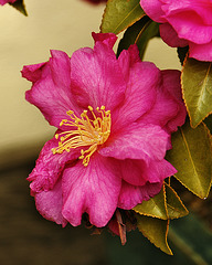 Bonsai Camellia Flowers – National Arboretum, Washington D.C.