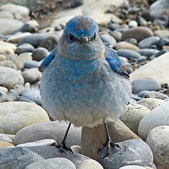 Mountain Bluebird male