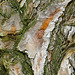 Japanese Red Pine Bark – National Arboretum, Washington D.C.