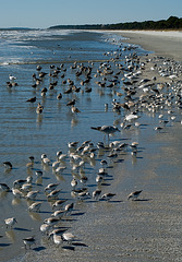 Beach birds (2)