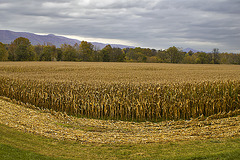 The Corn Harvest – Shenandoah Valley, Virginia