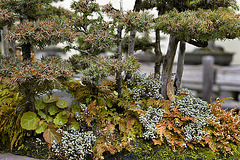 Bonsai Foemina Juniper Grove – National Arboretum, Washington D.C.
