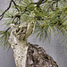 Bonsai Ponderosa Pine #2 – National Arboretum, Washington D.C.