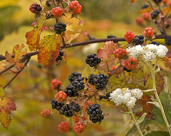 Wild Blackberries – Near Sainte-Agathe, Québec