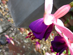 Another lovely fuschia