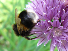 Managed to catch this little bee on the chive flower