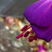 Lovely purple fuschia